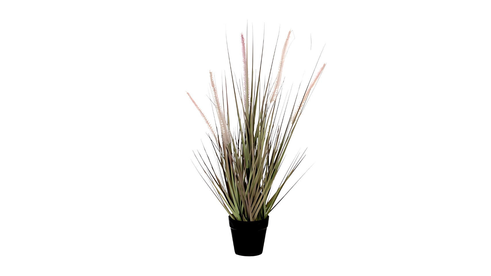 Dogtail Rass Purple in Pot